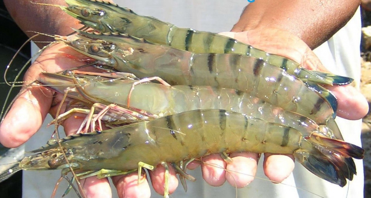 black tiger shrimps suppliers asian tiger shrimps giant shrimps shrimp size