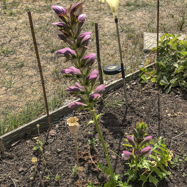akantus, acanthus akantus, acanthus
