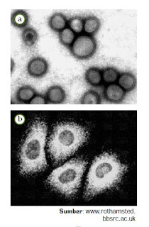 Mengenal Pengertian Virus,Ciri dan Struktur Virus, Reproduksi Virus, KLasifikasi dan Manfaat Virus bagi Manusia