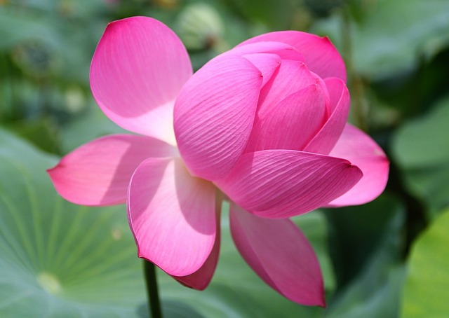 hinh hoa sen dep nhat the gioi 19