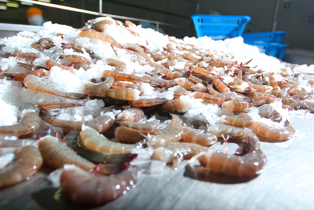 Notes about the Shrimp Exporter Indonesia Indonesia Shrimps Supplier