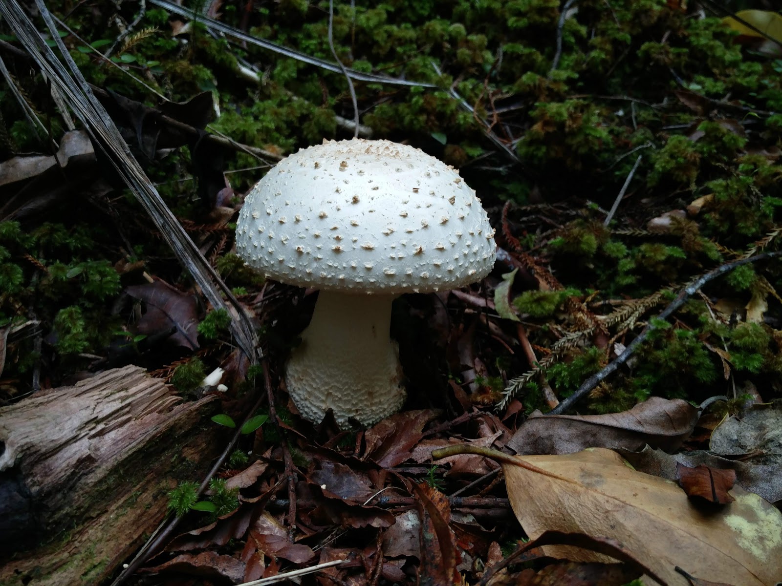 Misidentifying Fungi: January 2019
