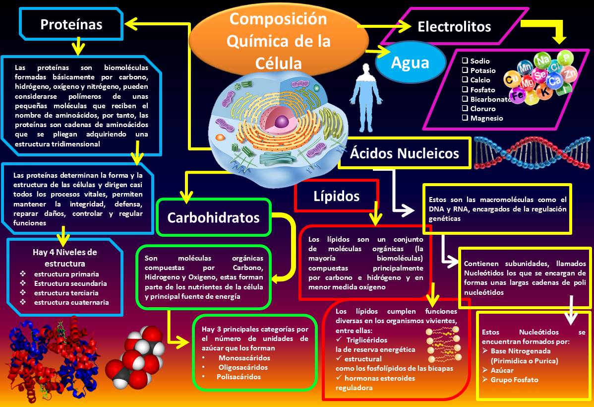 Alejandro Valenzuela Blog De Fisiología Básica Uas Composición Química