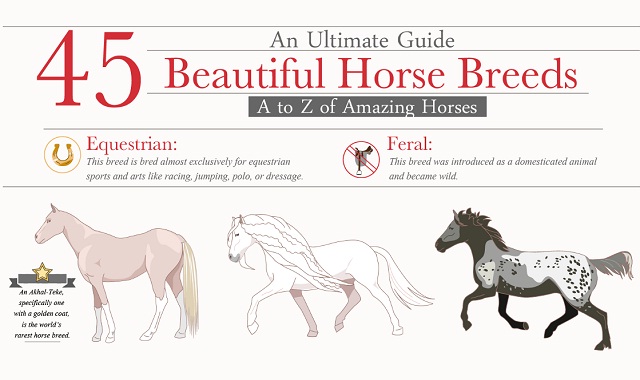 Barb Horse pictures and information Barb Horse pictures and information
