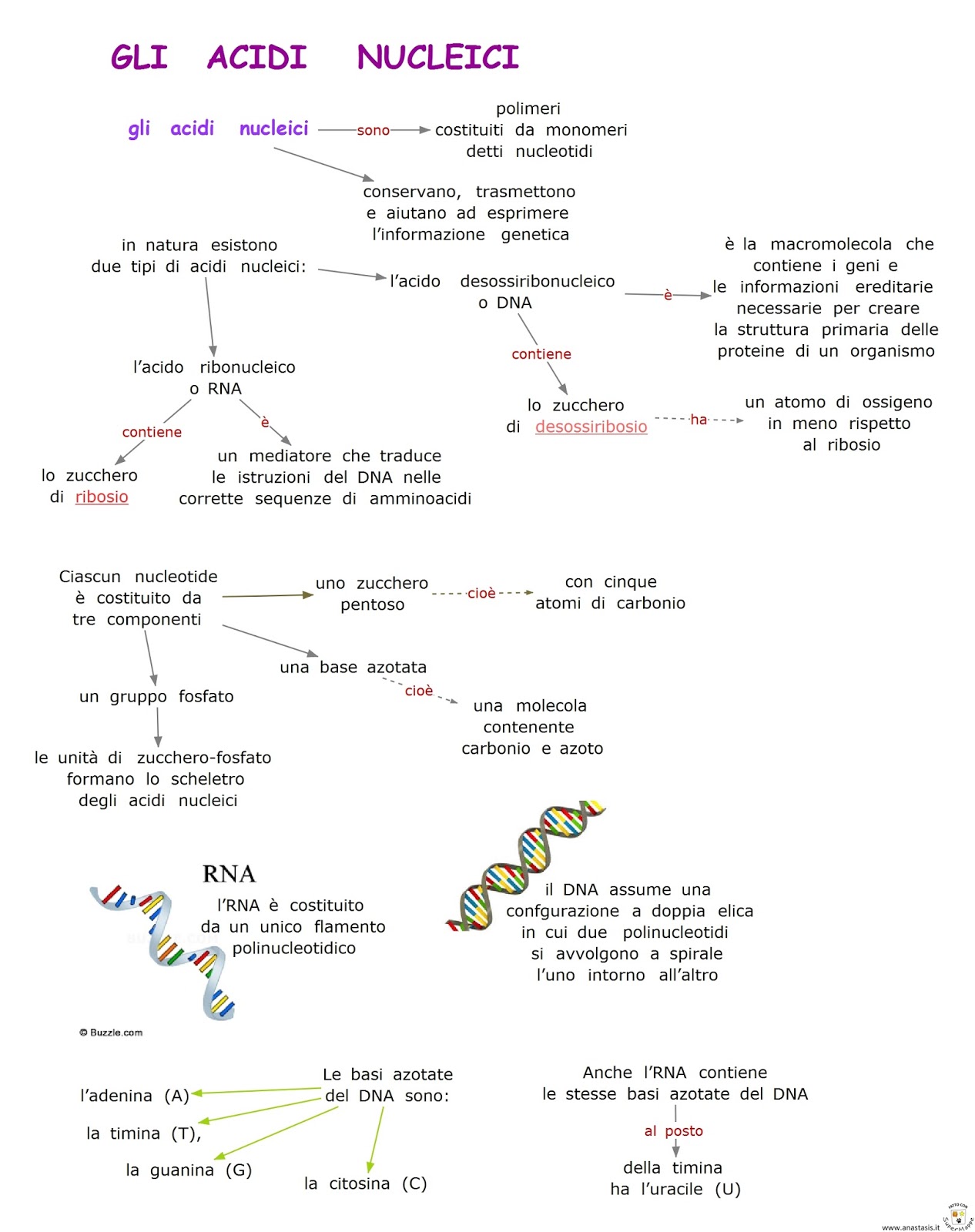 Paradiso delle mappe Gli acidi nucleici