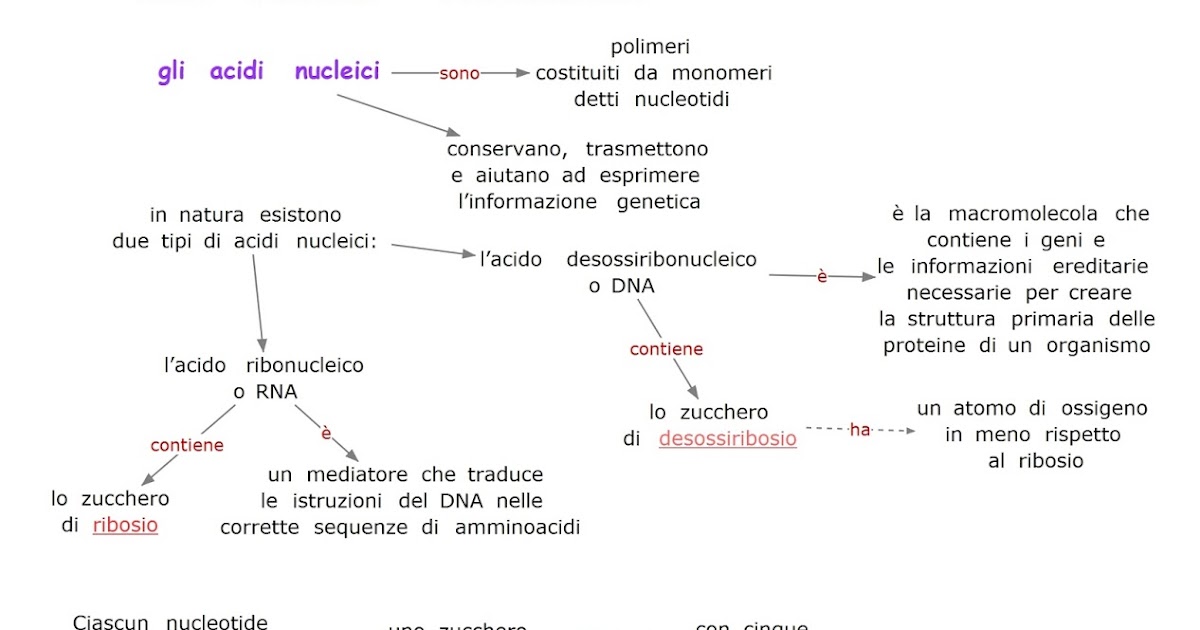 Paradiso delle mappe Gli acidi nucleici