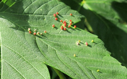 Maple tree disease galls formed on the top side of a leaf