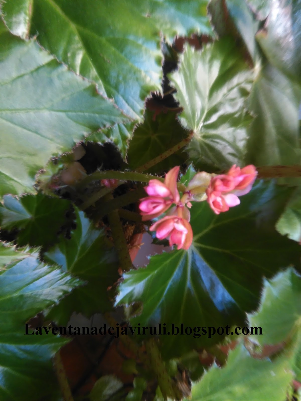 LA VENTANA DE JAVIRULI: PLANTAS DE INTERIOR (5): CUIDADOS BEGONIA  RICINIFOLIA