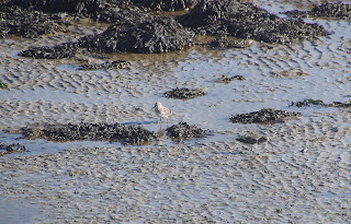 Bonte strandloper