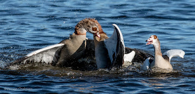 Egyptian Geese Action Photography - Woodbridge Island, Cape Town