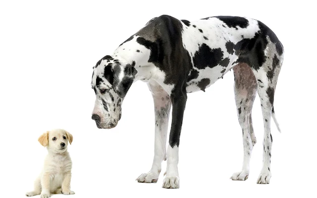 Grote en kleine hond op een witte achtergrond