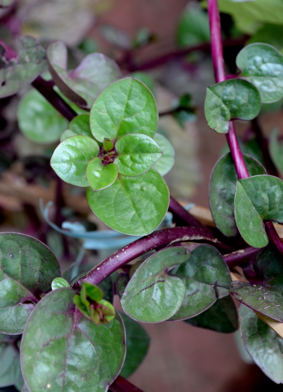 Gizi dan Kuliner by Budi: Tanaman Herbal Berkhasiat Obat