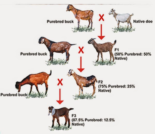 Options to Improve Traditional Goat Breeding: Stock Upgrading