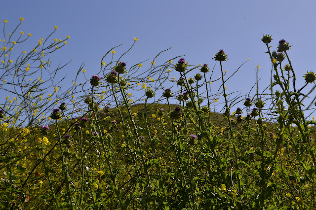 thistles and mustard above