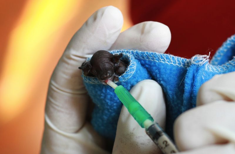 Baby Animals: Bat - Pup 19