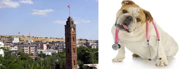 siirt-veteriner siirt-veteriner-klinikleri