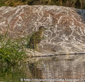 Ranganathittu Birds Ranganathittu Birds