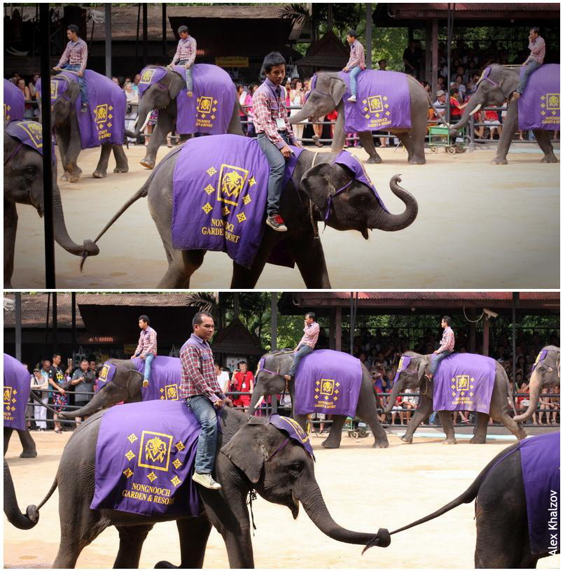 Слоны в Нонг Нуч