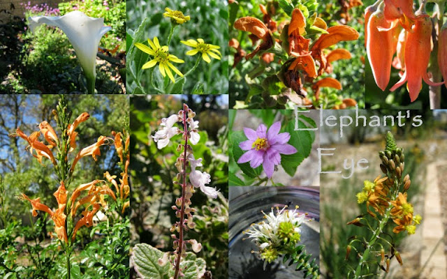 Dozen for Diana 2013 flowers Arum, bietou, strandsalie, pig's ears Cape honeysuckle, Plectranthus, lavender star, Bulbine garlic buchu