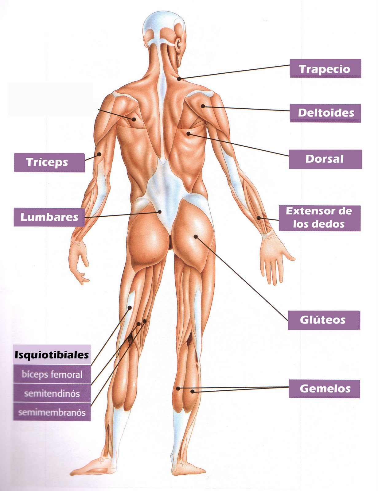 cuáles son los músculos más importantes del cuerpo humano cuáles son los músculos más importantes del cuerpo humano