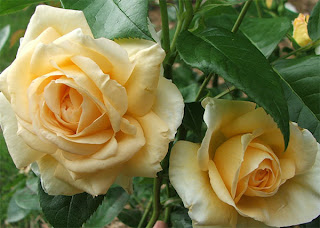 Rose image