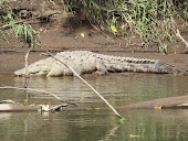 Crocodile on the Sarapiqui River