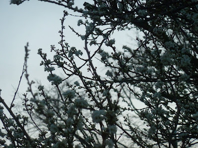 Soft morning sky plum tree blossoms 29 Mar 2012