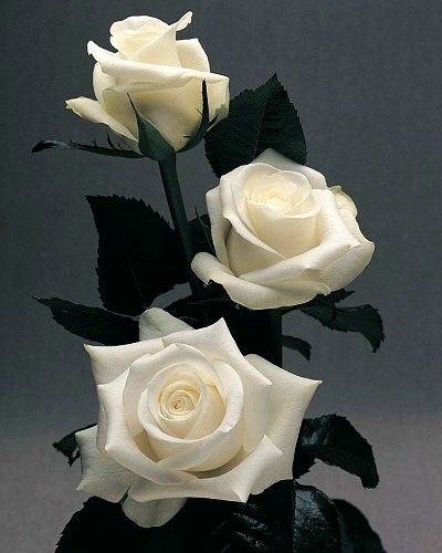 100 Wallpaper Bunga Rose Hitam Terbaru 100 Wallpaper Bunga Rose Hitam Terbaru