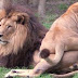 Une lionne décide de s'asseoir sur un lion, observez bien sa réaction inattendue.