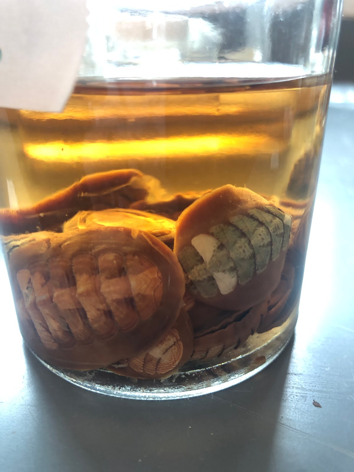 Molluscs, Echinoderms, Invertebrate Chordates