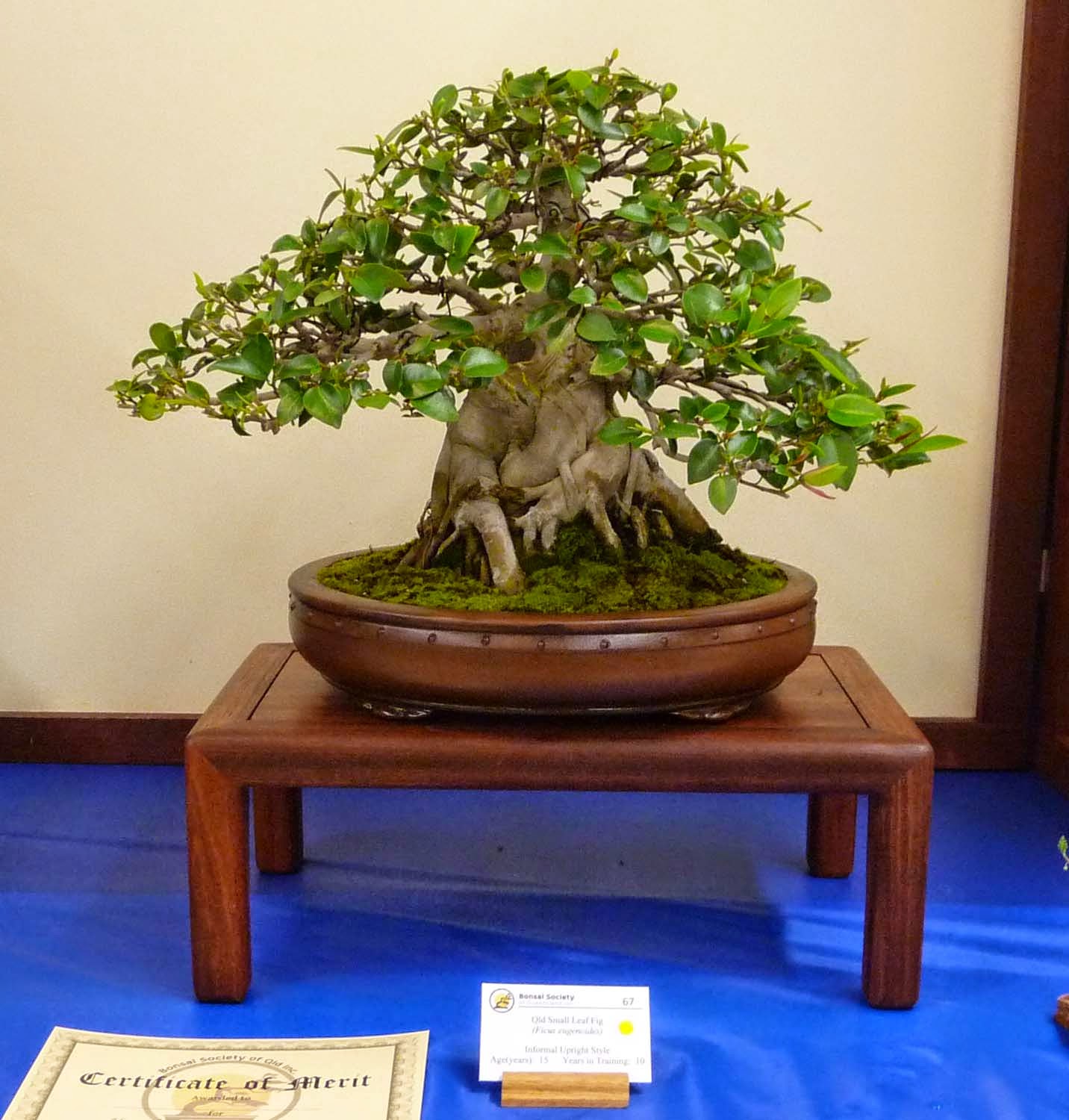 Stephen Cullum's Bonsai & Pottery Post 169 Bonsai Society of