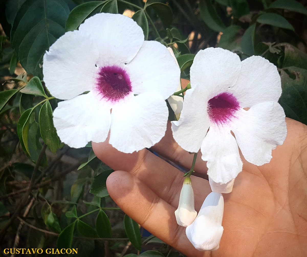Viveiro Ciprest - Plantas Nativas e Exóticas: Pandórea Branca ou Trepadeira  de Arco - Pandorea jasminoides