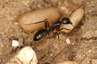 http://fourmis-portugal.blogspot.fr/2016/09/camponotus-barbaricus.html