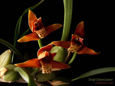 Orquídea Maxillaria tenuifolia