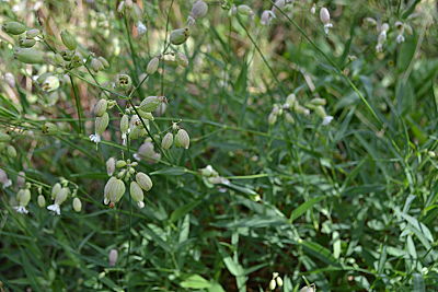 Bladder campion resprouted
