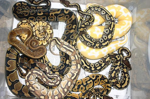 Ball Pythons Mania: So Many Morphs to Choose From