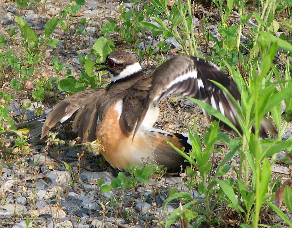 Earth and Space News North American Killdeer Habitats Brown Bodies