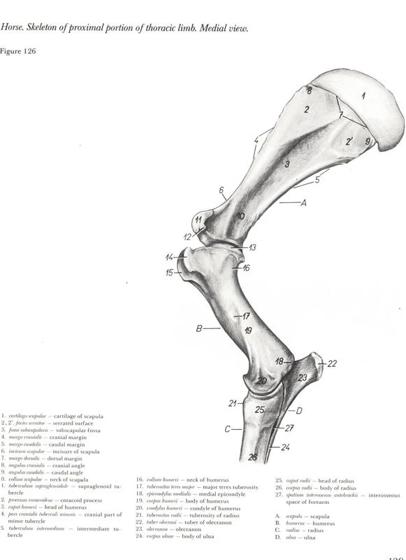 anatomia-membros-pélvicos-horse-equino-popesko-livros-pdf-veterinaria-clique-download-descargar-libros-gratuito