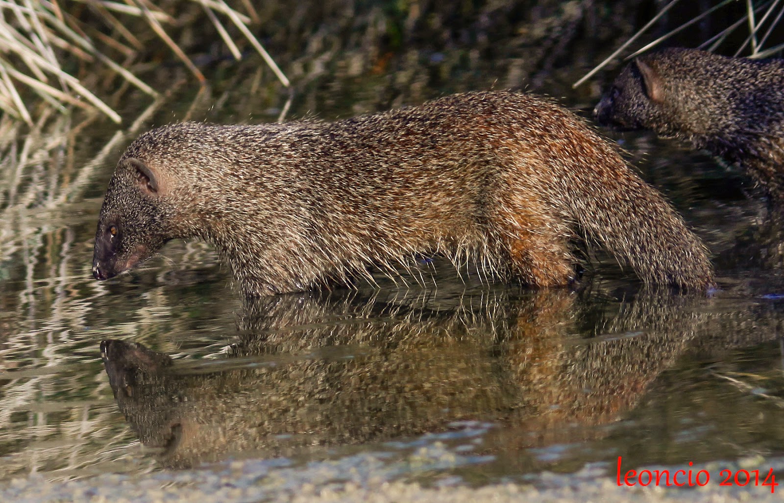 FOTOGRAFÍA Y NATURALEZA EN ANDALUCÍA DIGISCOPINGMELONCILLO O MANGOSTA