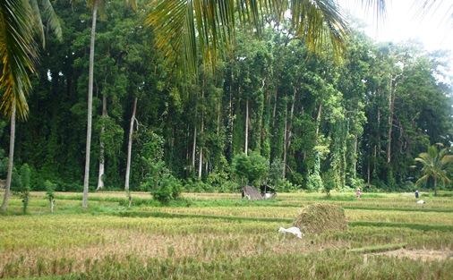 Sangeh Monkey Sanctuary & Bukit Sari Temple Bali 