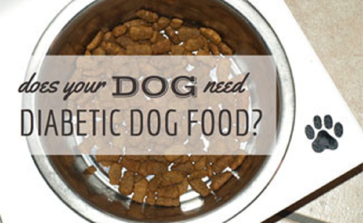 How to Get the Best Diabetic Dog Food For Your Pet Doglopedix