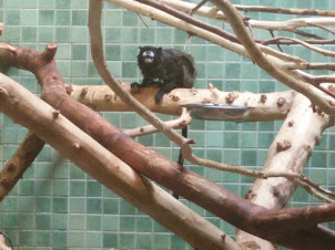 Owlface Monkey in the Berlin zoo.