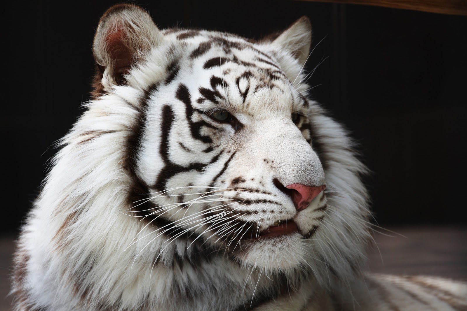 Let's Save Bengal Tigers!