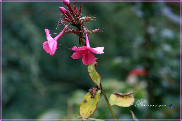 Jesień, Autumn in purple colors, Fall, kolor lila-róż, zawilce japońskie, gąsówki nagie, jarmuż, purple colors, Autumn, hortensja Mega Mindy, róża Super Dorothy Heldoro, Blue For You róża, marcinki