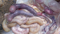 picture of coccidiosis symptoms