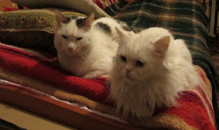 Блог Кота Васьки Jana and Ljosha
