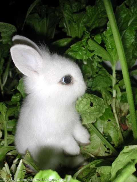 Cute small bunny.