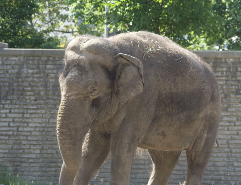 Greg's Blog July 14, 2012 Photos from the Buffalo Zoo