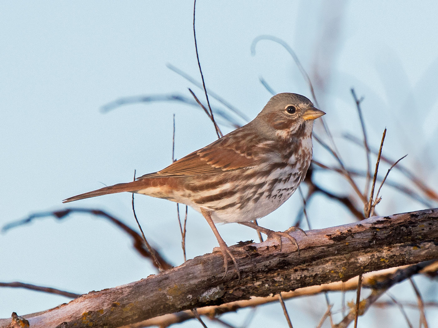 Edward Plumer Winter Sparrows in Review