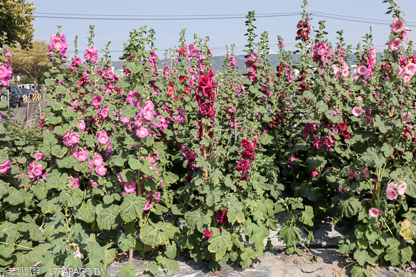 彰化員林|2019愛在員林蜀葵季|一丈紅|蜀葵市集|免費入園賞花 彰化員林|2019愛在員林蜀葵季|一丈紅|蜀葵市集|免費入園賞花